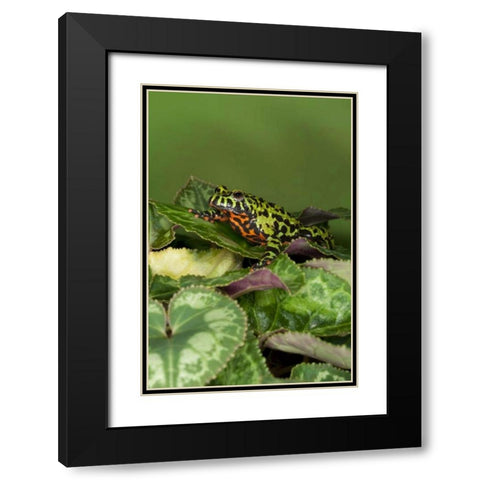 China Close-up of fire-bellied toad Black Modern Wood Framed Art Print with Double Matting by Flaherty, Dennis