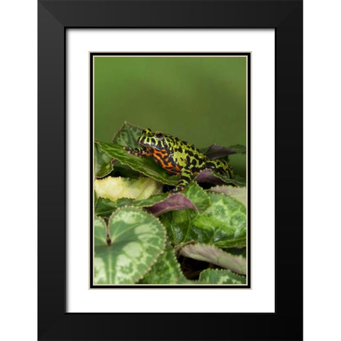 China Close-up of fire-bellied toad Black Modern Wood Framed Art Print with Double Matting by Flaherty, Dennis