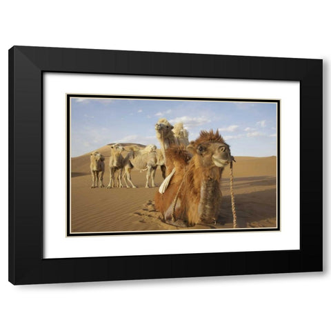 China, Badain Jaran Desert Caravan camels Black Modern Wood Framed Art Print with Double Matting by Anon, Ellen
