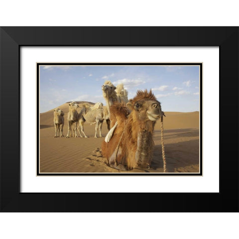 China, Badain Jaran Desert Caravan camels Black Modern Wood Framed Art Print with Double Matting by Anon, Ellen