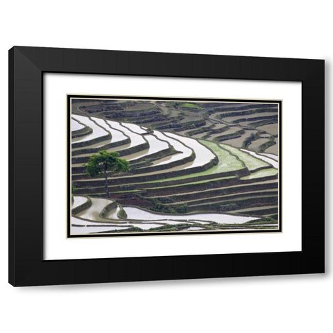 China, Yuanyang Lone tree on rice terraces Black Modern Wood Framed Art Print with Double Matting by Anon, Josh