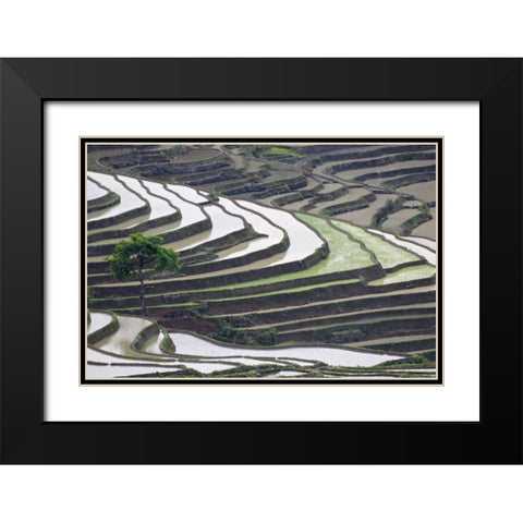 China, Yuanyang Lone tree on rice terraces Black Modern Wood Framed Art Print with Double Matting by Anon, Josh