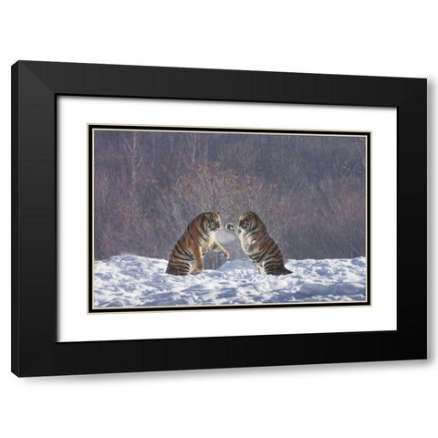 China, Harbin Sparing Siberian tigers Black Modern Wood Framed Art Print with Double Matting by Zuckerman, Jim