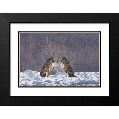 China, Harbin Sparing Siberian tigers Black Modern Wood Framed Art Print with Double Matting by Zuckerman, Jim