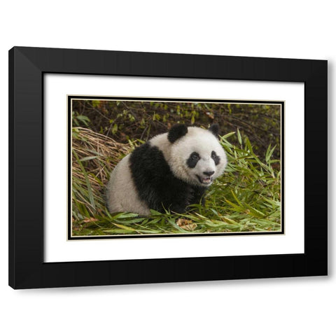 China, Chengdu Young giant panda Black Modern Wood Framed Art Print with Double Matting by Zuckerman, Jim