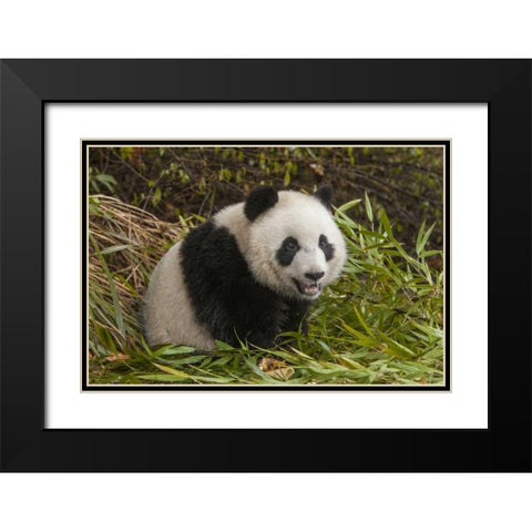 China, Chengdu Young giant panda Black Modern Wood Framed Art Print with Double Matting by Zuckerman, Jim