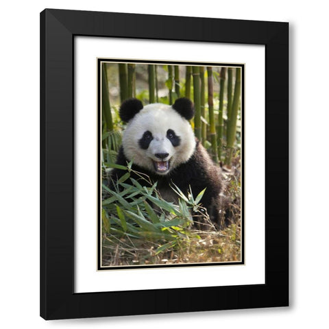 China, Chengdu Young giant panda Black Modern Wood Framed Art Print with Double Matting by Zuckerman, Jim