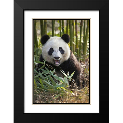 China, Chengdu Young giant panda Black Modern Wood Framed Art Print with Double Matting by Zuckerman, Jim