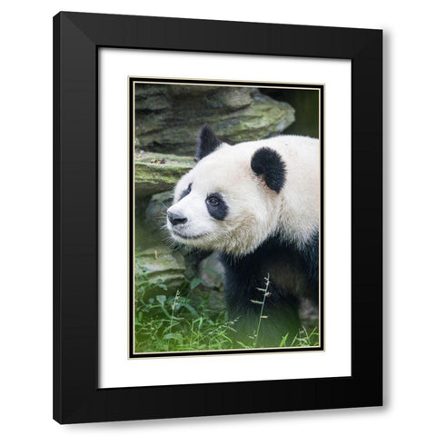 Asia-China-Sichuan Province-Cheng Du-Giant Panda Black Modern Wood Framed Art Print with Double Matting by Looney, Hollice