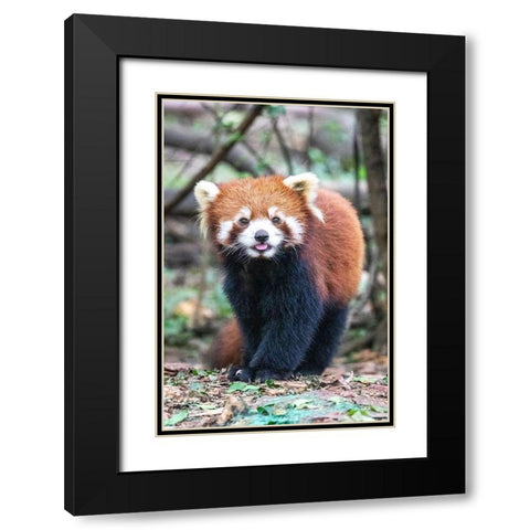 Asia-China-Sichuan Province-Cheng Du-Red Panda Black Modern Wood Framed Art Print with Double Matting by Looney, Hollice