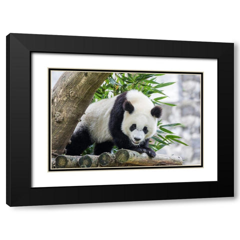 Asia-China-Sichuan Province-Mt Qincheng Town-Giant Panda Black Modern Wood Framed Art Print with Double Matting by Looney, Hollice