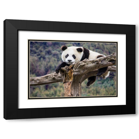 Asia-China-Wolong-Giant Panda-Part of the UNESCO Man and Biosphere Reserve Network Black Modern Wood Framed Art Print with Double Matting by Looney, Hollice