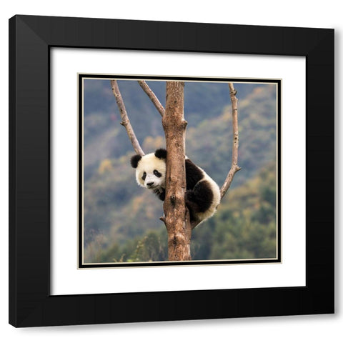 Asia-China-Wolong-Giant Panda-Part of the UNESCO Man and Biosphere Reserve Network Black Modern Wood Framed Art Print with Double Matting by Looney, Hollice