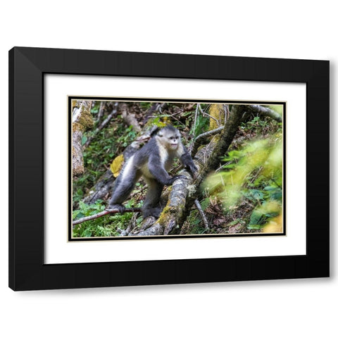 Asia-China-Tacheng-Yunnan Black Snub-Nosed Monkey Black Modern Wood Framed Art Print with Double Matting by Looney, Hollice