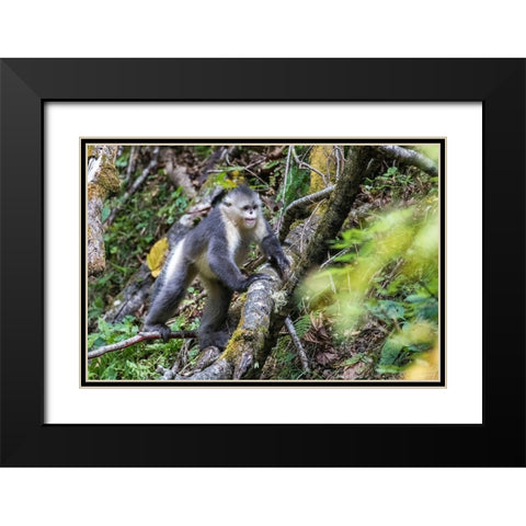 Asia-China-Tacheng-Yunnan Black Snub-Nosed Monkey Black Modern Wood Framed Art Print with Double Matting by Looney, Hollice