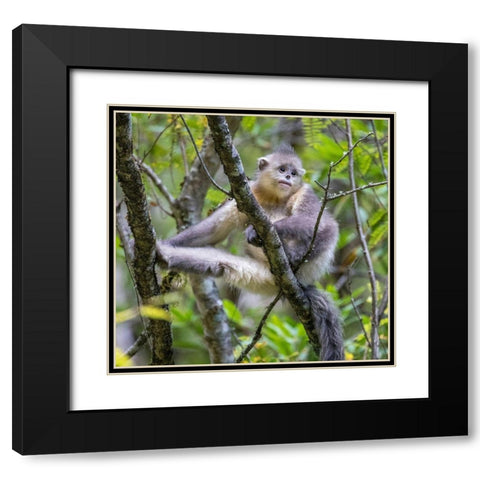 Asia-China-Tacheng-Young Yunnan Black Snub-Nosed Monkey Black Modern Wood Framed Art Print with Double Matting by Looney, Hollice