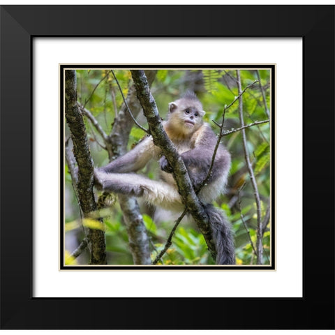 Asia-China-Tacheng-Young Yunnan Black Snub-Nosed Monkey Black Modern Wood Framed Art Print with Double Matting by Looney, Hollice