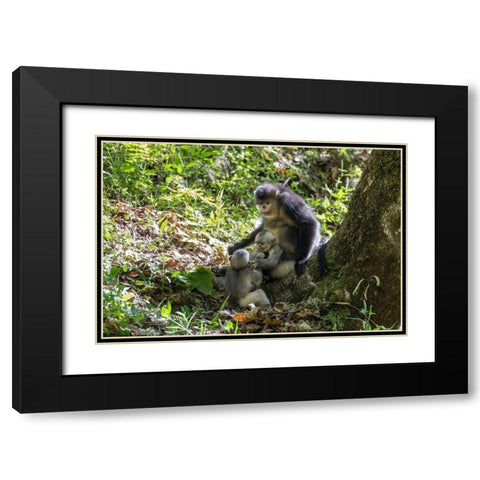 Asia-China-Tacheng-Yunnan Black Snub-Nosed monkeys-Adult and Young Black Modern Wood Framed Art Print with Double Matting by Looney, Hollice