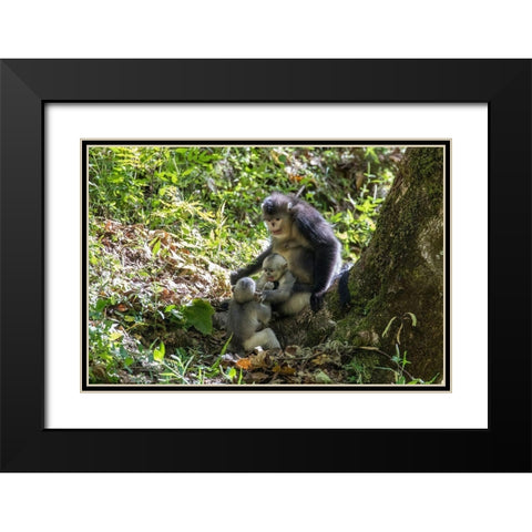 Asia-China-Tacheng-Yunnan Black Snub-Nosed monkeys-Adult and Young Black Modern Wood Framed Art Print with Double Matting by Looney, Hollice