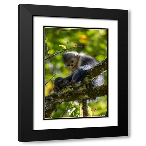 Asia-China-Tacheng-Yunnan Black Snub-Nosed Monkey Black Modern Wood Framed Art Print with Double Matting by Looney, Hollice