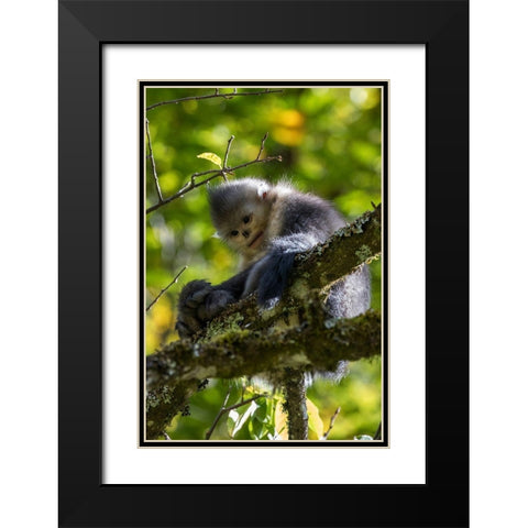 Asia-China-Tacheng-Yunnan Black Snub-Nosed Monkey Black Modern Wood Framed Art Print with Double Matting by Looney, Hollice