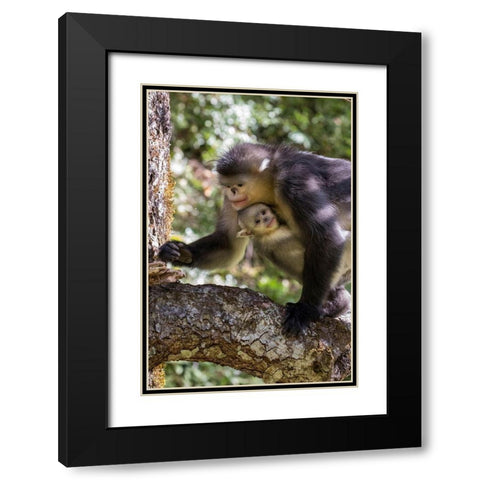 Asia-China-Tacheng-Yunnan Black Snub-Nosed monkeys-Adult and Young Black Modern Wood Framed Art Print with Double Matting by Looney, Hollice