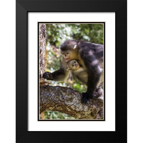 Asia-China-Tacheng-Yunnan Black Snub-Nosed monkeys-Adult and Young Black Modern Wood Framed Art Print with Double Matting by Looney, Hollice