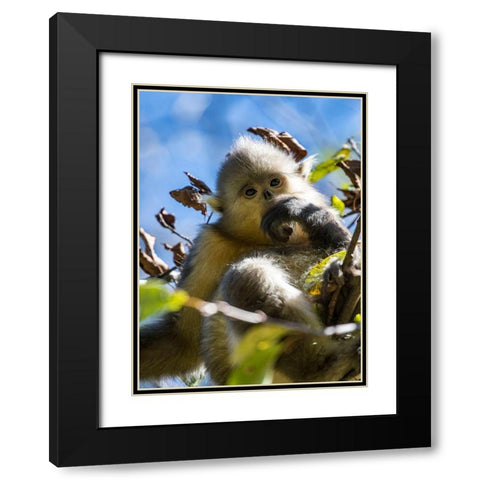 Asia-China-Tacheng-Young Yunnan Black Snub-Nosed Monkey Black Modern Wood Framed Art Print with Double Matting by Looney, Hollice