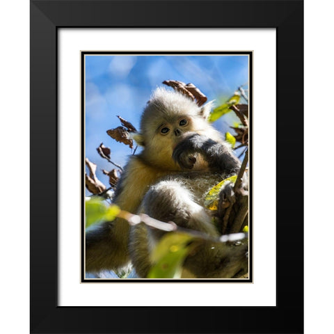 Asia-China-Tacheng-Young Yunnan Black Snub-Nosed Monkey Black Modern Wood Framed Art Print with Double Matting by Looney, Hollice