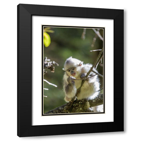Asia-China-Tacheng-Young Yunnan Black Snub-Nosed Monkey Black Modern Wood Framed Art Print with Double Matting by Looney, Hollice