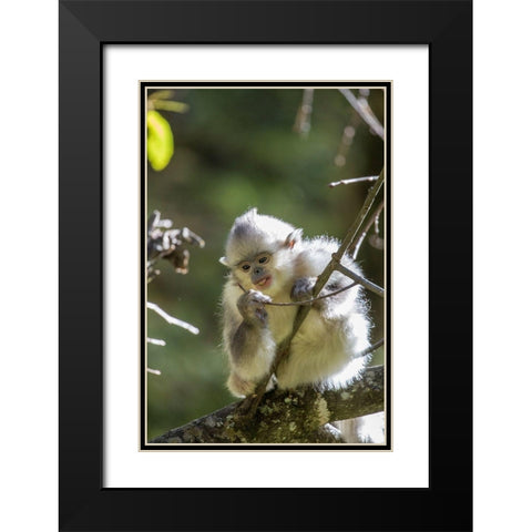 Asia-China-Tacheng-Young Yunnan Black Snub-Nosed Monkey Black Modern Wood Framed Art Print with Double Matting by Looney, Hollice