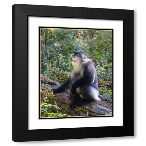 Asia-China-Tacheng-Yunnan Black Snub-Nosed Monkey Black Modern Wood Framed Art Print with Double Matting by Looney, Hollice
