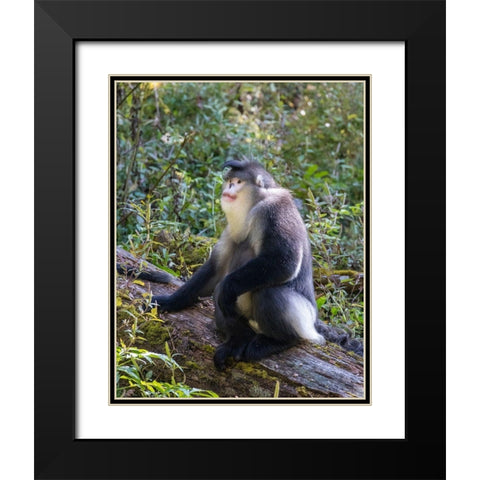 Asia-China-Tacheng-Yunnan Black Snub-Nosed Monkey Black Modern Wood Framed Art Print with Double Matting by Looney, Hollice