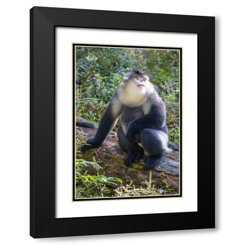 Asia-China-Tacheng-Yunnan Black Snub-Nosed Monkey Black Modern Wood Framed Art Print with Double Matting by Looney, Hollice