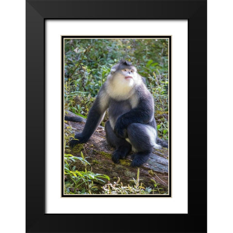 Asia-China-Tacheng-Yunnan Black Snub-Nosed Monkey Black Modern Wood Framed Art Print with Double Matting by Looney, Hollice
