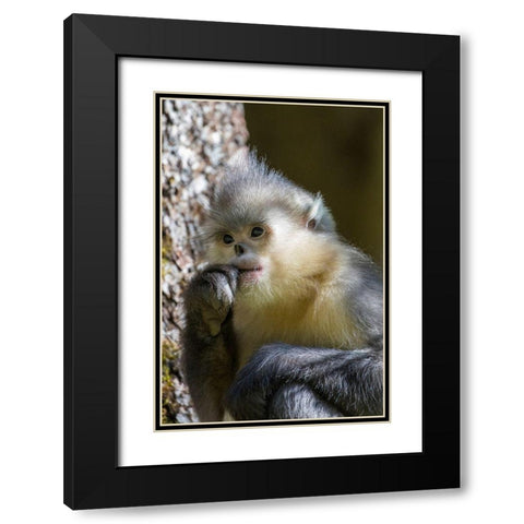 Asia-China-Tacheng-Yunnan Black Snub-Nosed Monkey Black Modern Wood Framed Art Print with Double Matting by Looney, Hollice