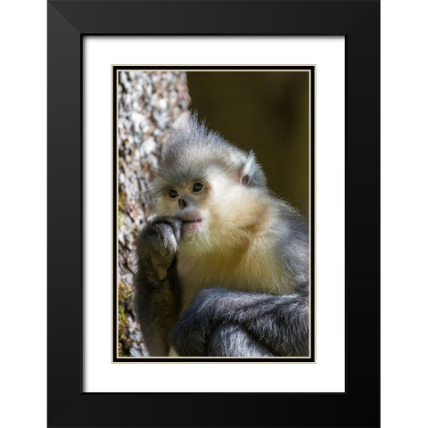 Asia-China-Tacheng-Yunnan Black Snub-Nosed Monkey Black Modern Wood Framed Art Print with Double Matting by Looney, Hollice