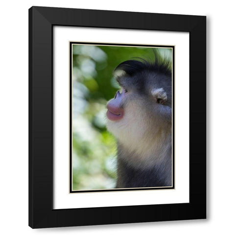 Asia-China-Tacheng-Yunnan Black Snub-Nosed Monkey Black Modern Wood Framed Art Print with Double Matting by Looney, Hollice