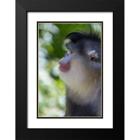 Asia-China-Tacheng-Yunnan Black Snub-Nosed Monkey Black Modern Wood Framed Art Print with Double Matting by Looney, Hollice