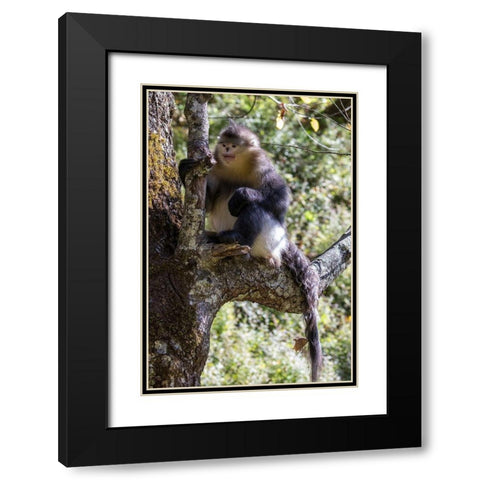 Asia-China-Tacheng-Yunnan Black Snub-Nosed Monkey Black Modern Wood Framed Art Print with Double Matting by Looney, Hollice