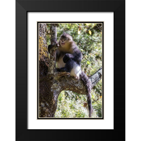 Asia-China-Tacheng-Yunnan Black Snub-Nosed Monkey Black Modern Wood Framed Art Print with Double Matting by Looney, Hollice