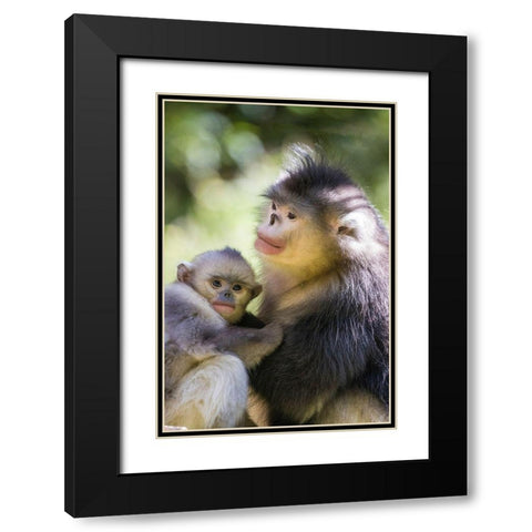 Asia-China-Tacheng-Yunnan Black Snub-Nosed monkeys-Adult and Young Black Modern Wood Framed Art Print with Double Matting by Looney, Hollice