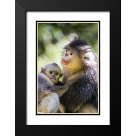 Asia-China-Tacheng-Yunnan Black Snub-Nosed monkeys-Adult and Young Black Modern Wood Framed Art Print with Double Matting by Looney, Hollice
