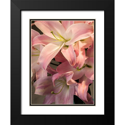 China-Hong Kong Lilies on display at a shop near the flower market Black Modern Wood Framed Art Print with Double Matting by Eggers, Julie