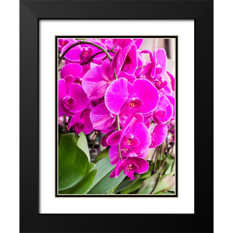 China-Hong Kong Orchids on display at a flower market Black Modern Wood Framed Art Print with Double Matting by Eggers, Julie