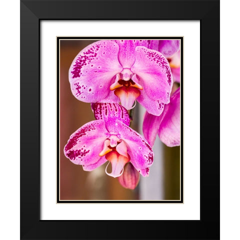 China-Hong Kong Orchids on display at a flower market Black Modern Wood Framed Art Print with Double Matting by Eggers, Julie