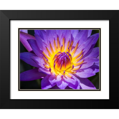 China-Hong Kong Closeup of a purple dahlia at a flower market Black Modern Wood Framed Art Print with Double Matting by Eggers, Julie