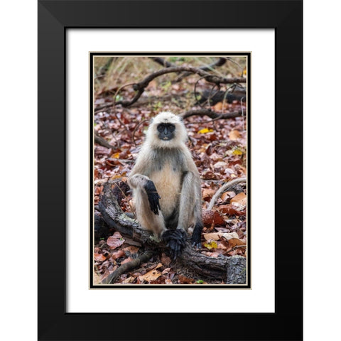 India-Madhya Pradesh-Bandhavgarh National Park Northern Plains Langur-aka Hunuman Langur Black Modern Wood Framed Art Print with Double Matting by Hopkins, Cindy Miller