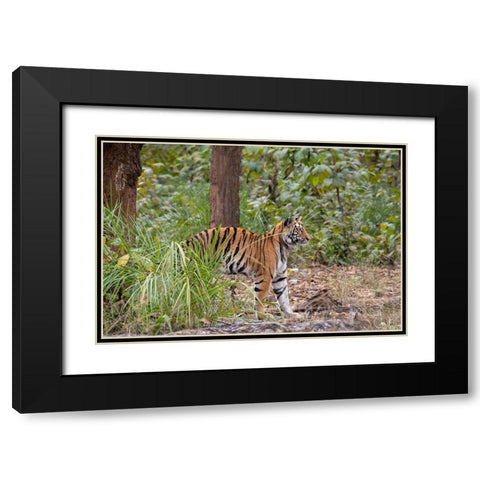 India-Madhya Pradesh-Bandhavgarh National Park Young female Bengal tiger stretching Black Modern Wood Framed Art Print with Double Matting by Hopkins, Cindy Miller