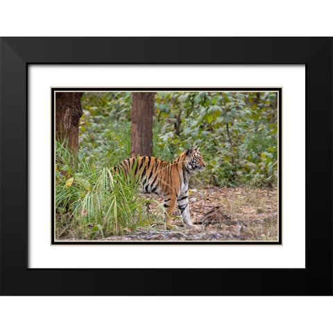 India-Madhya Pradesh-Bandhavgarh National Park Young female Bengal tiger stretching Black Modern Wood Framed Art Print with Double Matting by Hopkins, Cindy Miller